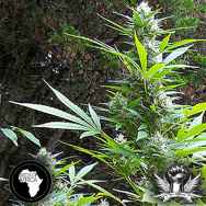 Seeds Of Africa Durban Magic